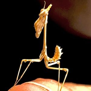 Meet your Posher, Jadass